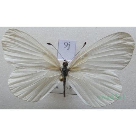 Leptidea sinapis (Linnaeus, 1758) female Wietek gorczycznik Czech9j
